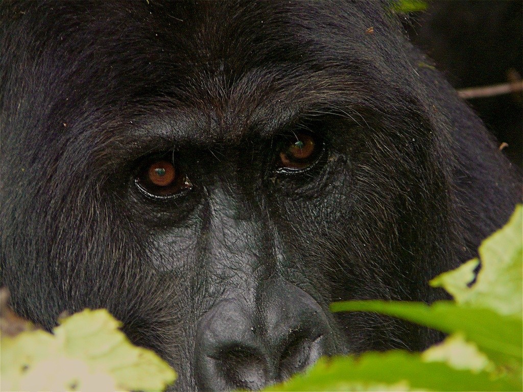 Congo mai 2008